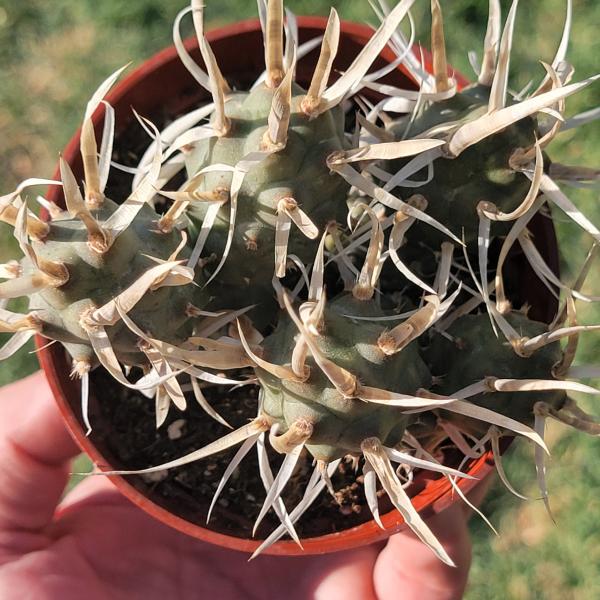 Tephrocactus articulatus var. papyracanthu 'Paper Spine Cactus' picture