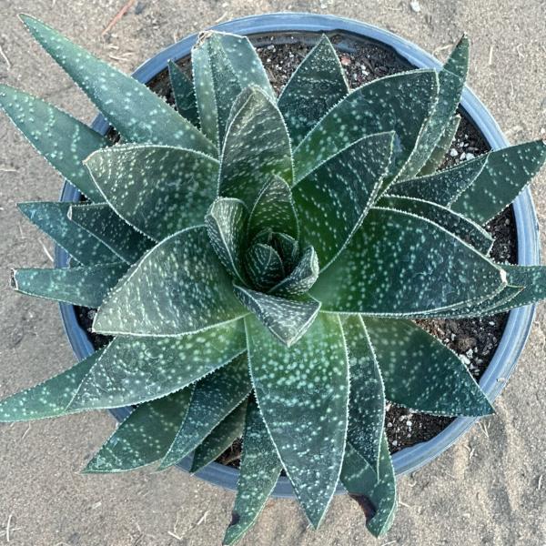 Gasteria 'Royal Wolfgang' picture