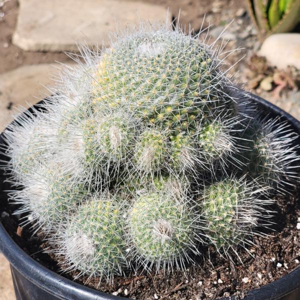 Mammillaria parkinsonii 'Owl Eye Cactus' picture