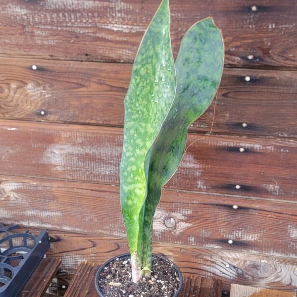 Sansevieria Shark fin XL picture