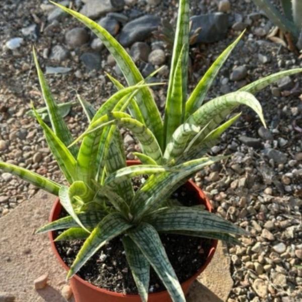 Sansevieria bacularis 'Mikado'