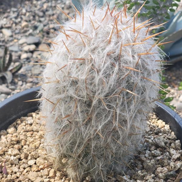 Oreocereus celsianus 'Old Man of the Andes Cactus' picture