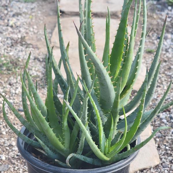 Aloe â€˜Blue Elfâ€™ picture