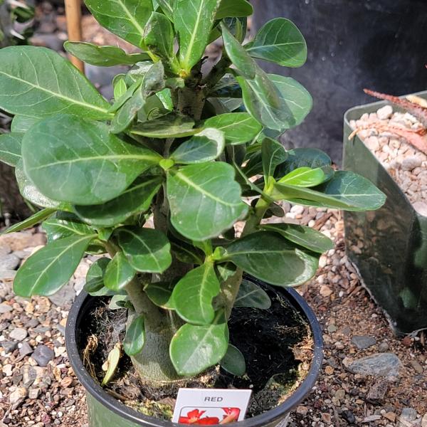 Adenium obesum 'Desert Rose' picture