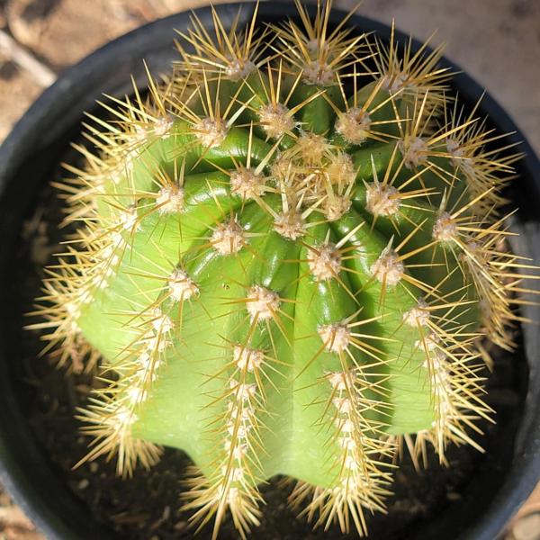 Trichocereus spachianus picture