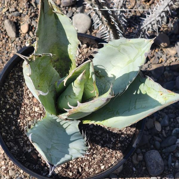 Agave Titanota 'White Ice' picture