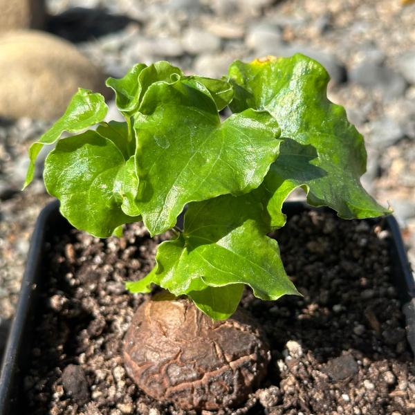 Dioscorea elephantipes