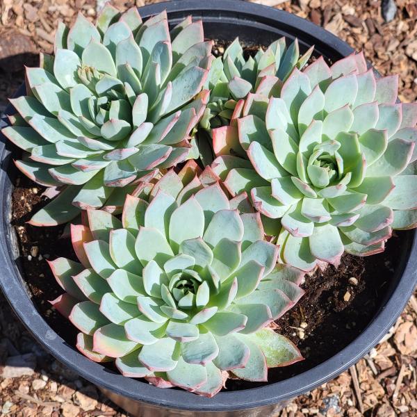 Echeveria 'Secunda' Cluster picture