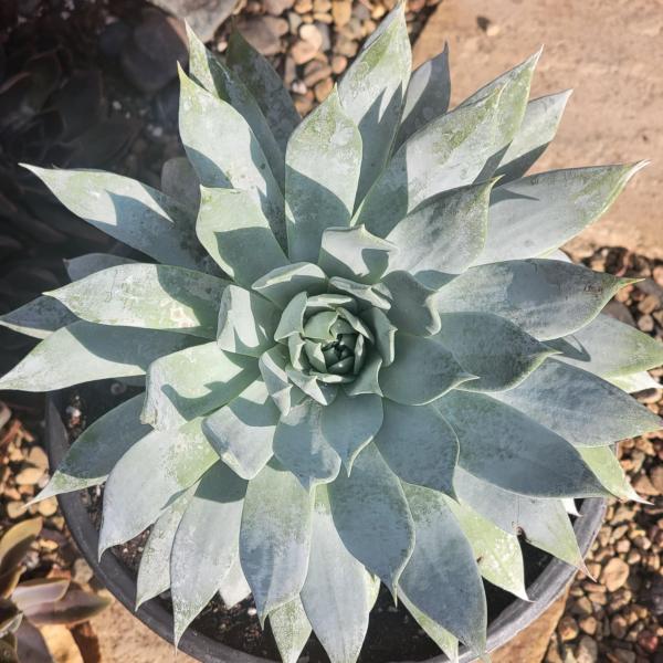 Dudleya brittonii picture