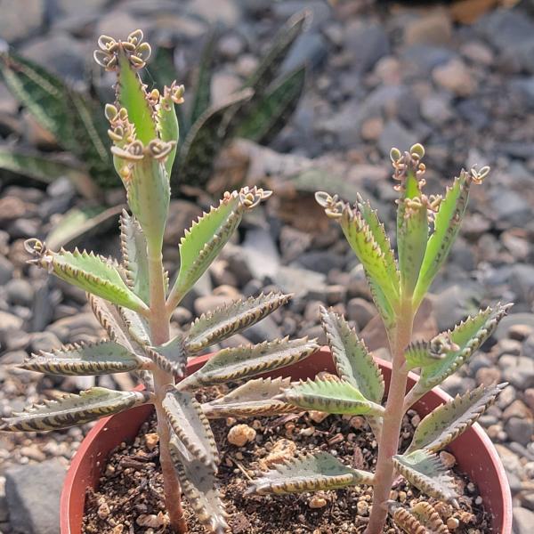 Kalanchoe Ã— houghtonii 'Mother of Millions'