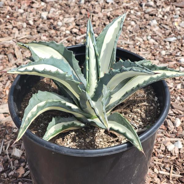 Agave americana medio-picta 'Alba' picture