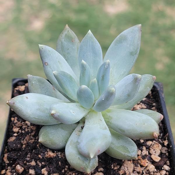 Pachyveria Glauca 'Little Jewel' picture