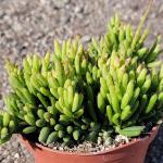 Rhipsalis mesembryanthemoides 'Clumpy Mistletoe Cactus'