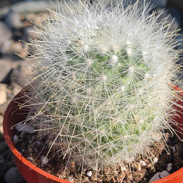 Mammillaria senilis picture