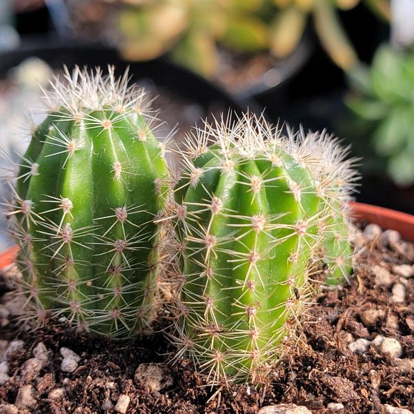 Echinopsis spachiana 'Torch Cactus' picture