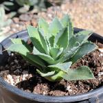 Agave potatorum 'Kichiokan'