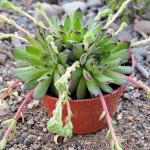 Sempervivum 'Karola'