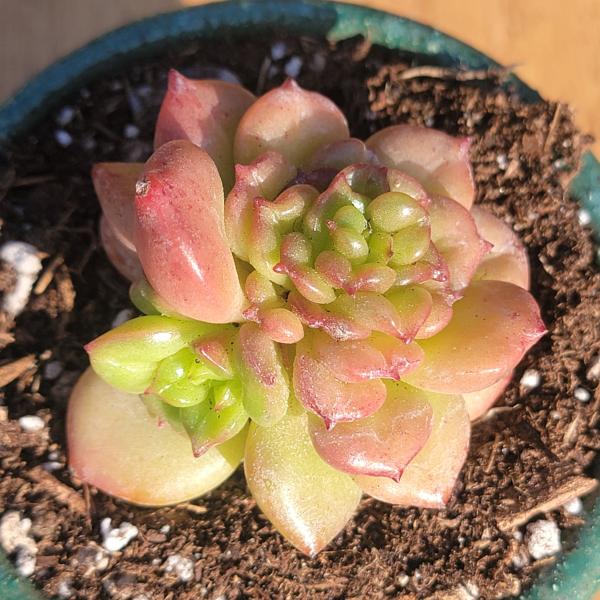 Echeveria 'Crystal Apple Flowers'