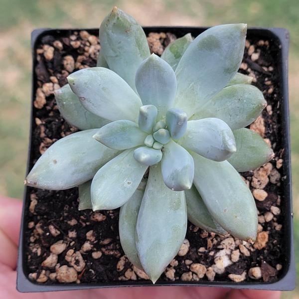 Pachyveria Glauca 'Little Jewel' picture