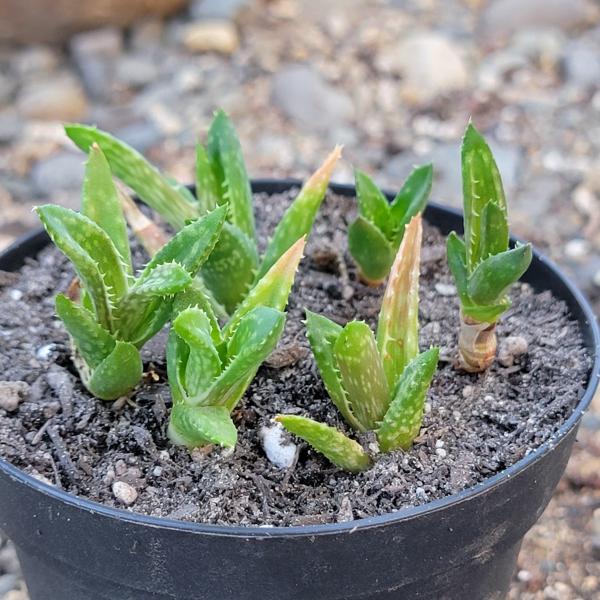 Aloe Juvenna 'Tiger Tooth Aloe' picture