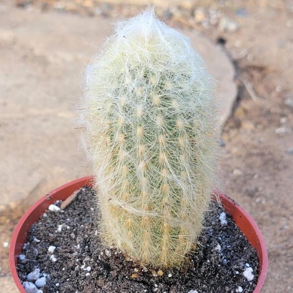 Espostoa melanostele 'Peruvian Old Lady Cactus'