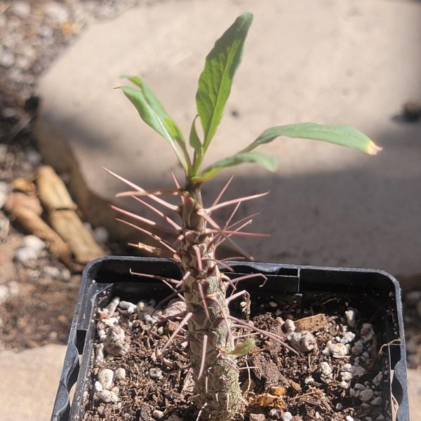 Fouquieria macdougalii 'Mexican Tree Ocotillo' picture