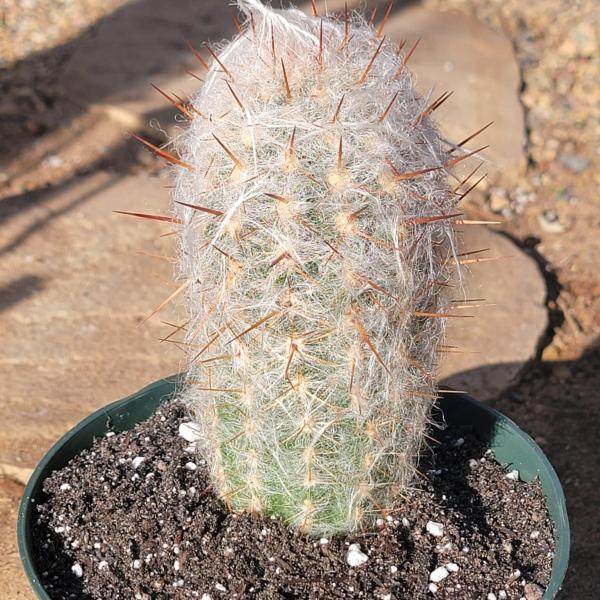 Oreocereus celsianus 'Old Man of the Andes Cactus'