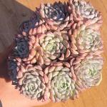 Echeveria Mexican 'Minima' Cluster