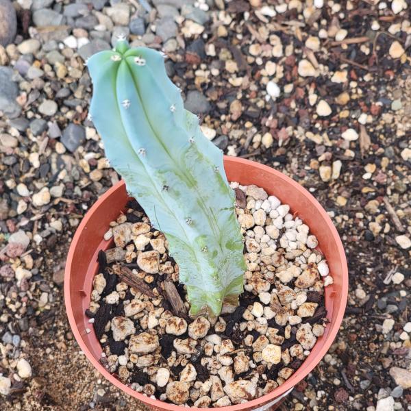 Myrtillocactus geometrizans 'Blue Candle' picture