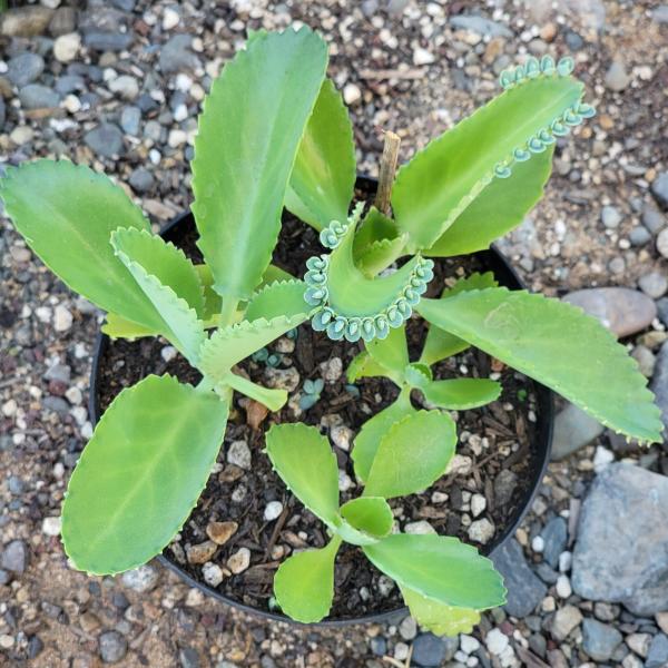 Kalanchoe Daigremontiana "Mother of Thousands" picture