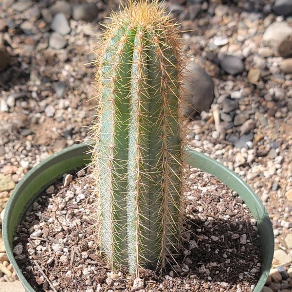 Pilosocereus pachycladus 'Blue Torch Cactus' picture