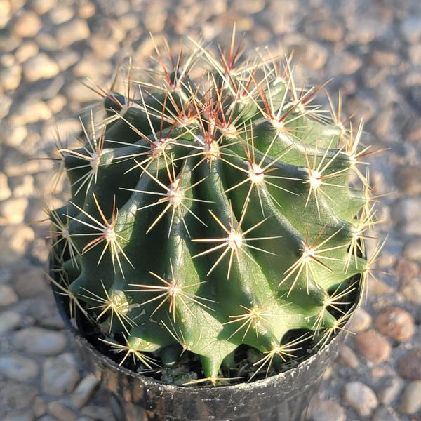 Hamatocactus hamatacanthus 'Turk's-head' picture