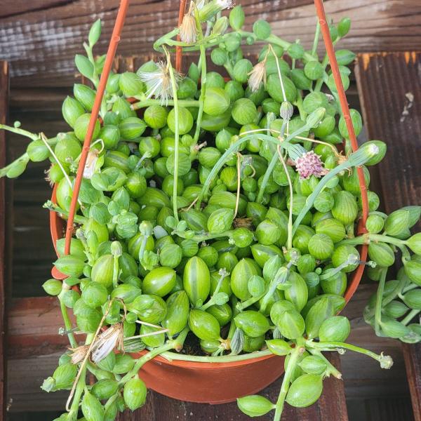 Senecio Herreianus 'String of Watermelon' picture