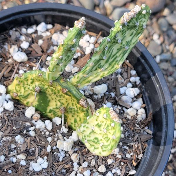 Opuntia cochenillifera 'Sunburst' picture