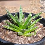 Agave victoriae-reginae 'Queen Victoria'