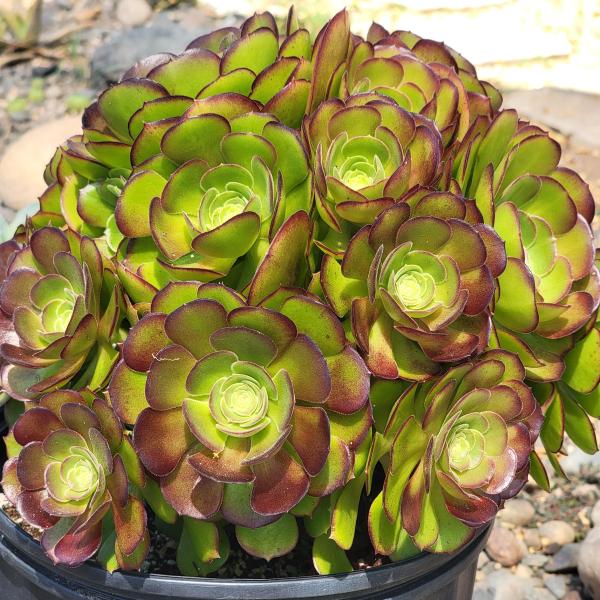 Aeonium Arboreum 'Atropurpureum' picture