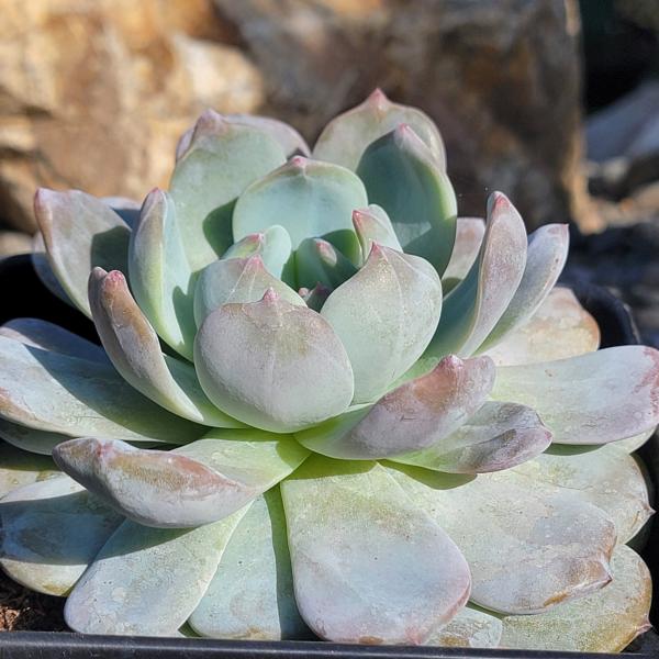 Echeveria 'Red Monroe'