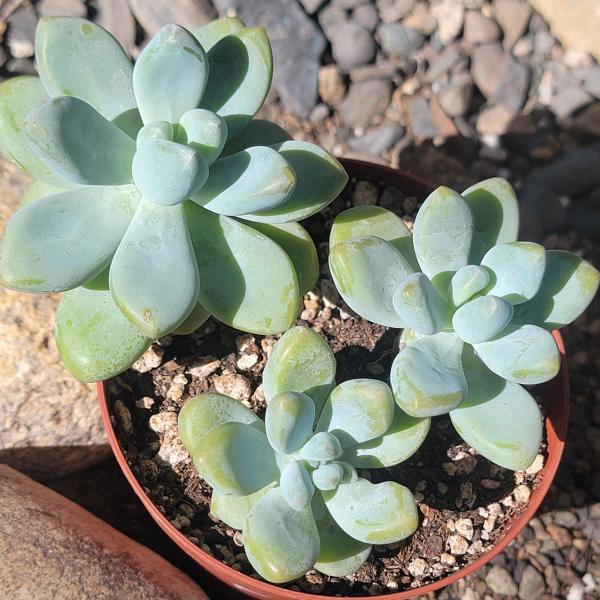 Graptosedum 'Blue Giant' picture