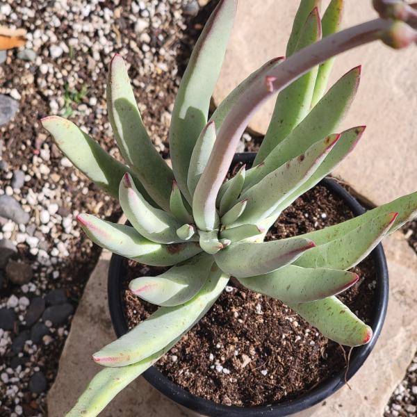 Cotyledon orbiculata var. oblonga picture