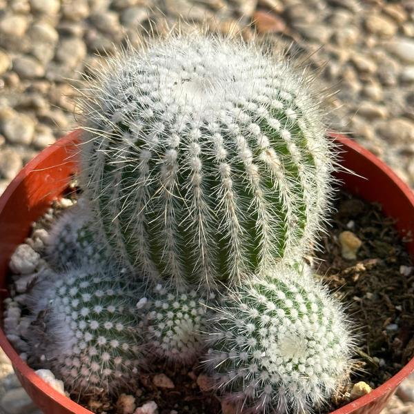 Parodia Scopa 'Silver Ball Cactus' picture