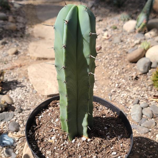 Myrtillocactus geometrizans 'Blue Candle' picture