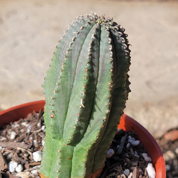 Euphorbia Obesa Hybrid