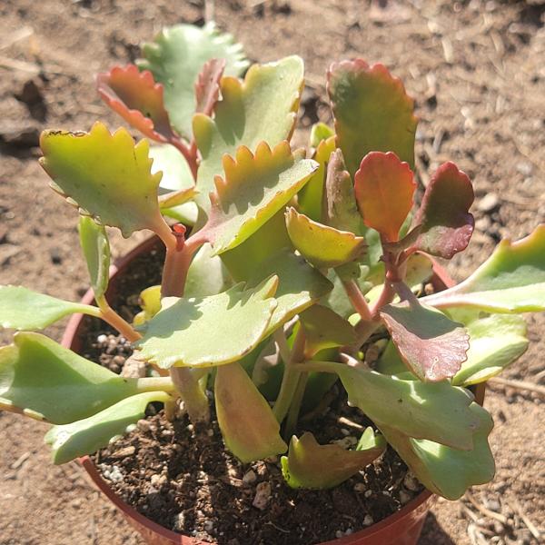 Kalanchoe sexangularis picture