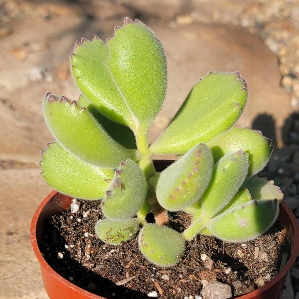 Cotyledon tomentosa 'Bear's Paw'