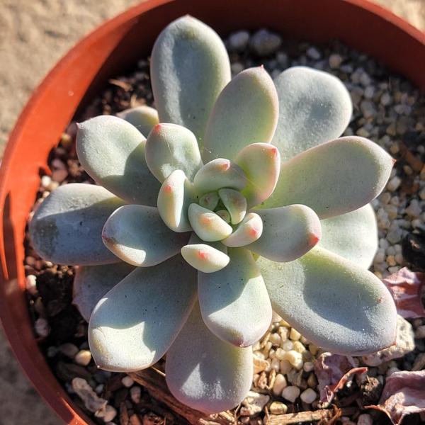 Echeveria 'Star Snow'