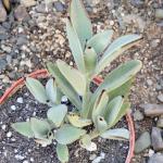 Kalanchoe tomentosa 'Panda Plant'