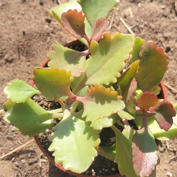 Kalanchoe sexangularis picture