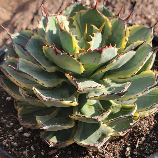 Agave potatorum 'Kichiokan' Variegated picture