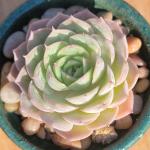 Echeveria cv 'Onslow'