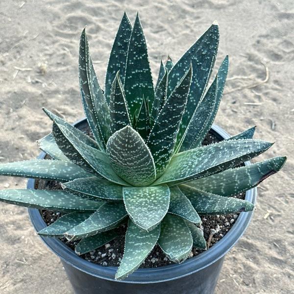 Gasteria 'Royal Wolfgang' picture